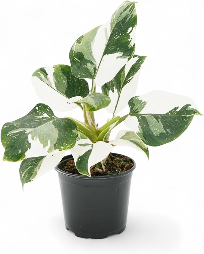 Philodendron Princess Package - Two Live Plants - Indoor Houseplants - Philodendron Pink Princess, White Princess, Elegant Plants Live Houseplants