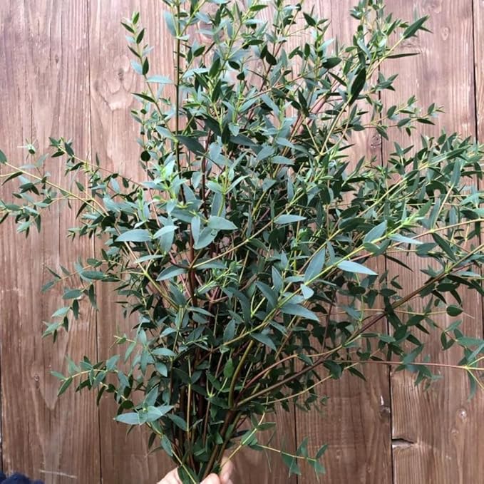 Eucalyptus Plant, Starter Eucalyptus Plant Live in 2.5" Pot, Cold Hardy, Fragrant Foliage, Ready to Grow Indoor Outdoor (Parvifolia Eucalyptus)