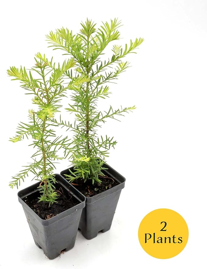 2 Coastal Redwood in 2.5” Nursery Cubes (Sequoia sempervirens) | Majestic Evergreen Tree for Shade, Privacy & Wildlife Support | Ready-to-Plant Live Starter Plants
