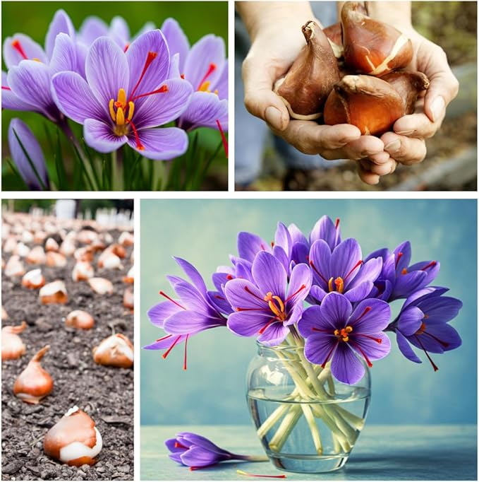 Rare Crocus Saffron Flower Bulbs for Planting, Crocus Sativus (5 Bulbs)