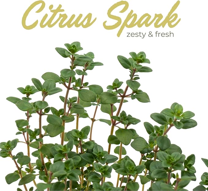 1 Live Lemon Thyme Plant (Thymus Citriodorus) – Aromatic Perennial Herb, Thriving in 4" Nursery Pot