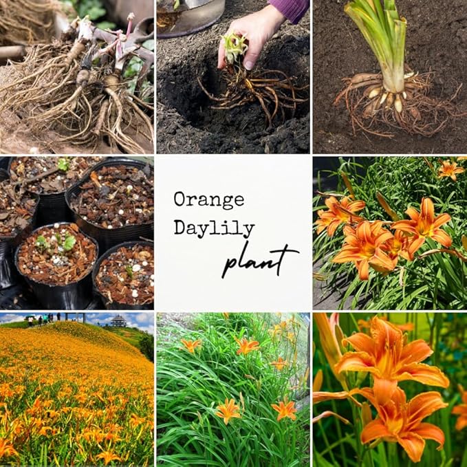 3 Wild Daylily Bulbs for Planting, Reblooming Daylilies Bulbs, Perennial Flowers Bulbs