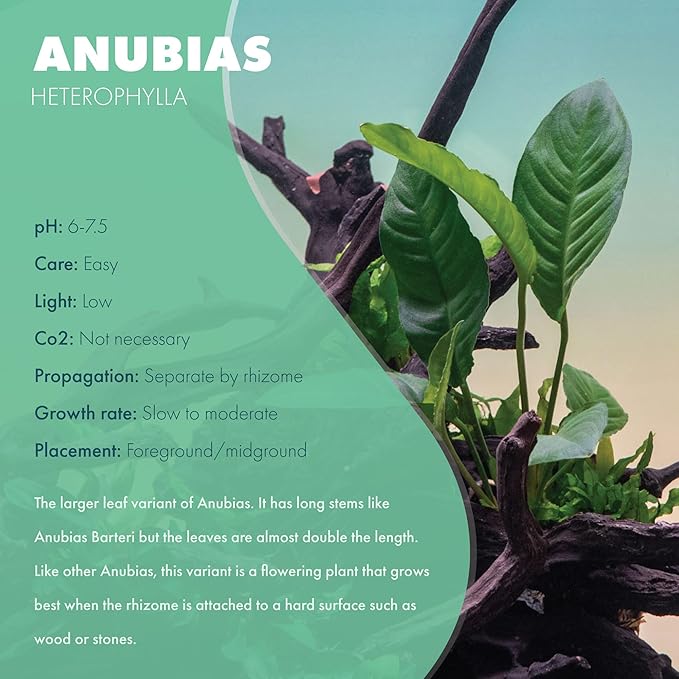 SubstrateSource Anubias Live Aquarium Plants - Potted Freshwater Plant for Fish Tanks, Terrariums - Beginner Friendly Low Light (Heterophylla, 1 Pot)