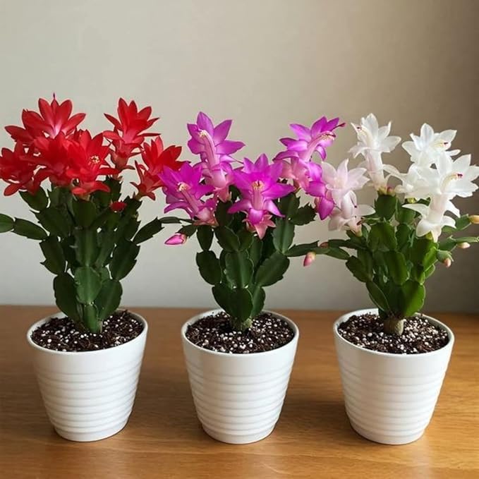 2 Live Mix Christmas Cactus Plants, Mix Christmas Cactus Plants Live, 4 to 6 Inch, Bare Root, Perennial Flower Holiday Succulent Plant, No Pot
