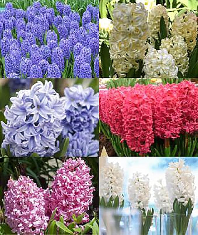 5 Aida Hyacinth Bulbs - 16-17 cm, Vibrant Spring Blooms in Rich Colors for Zones 4-10, Pre-Chilling Required for Zones 8-10 for Optimal Growth