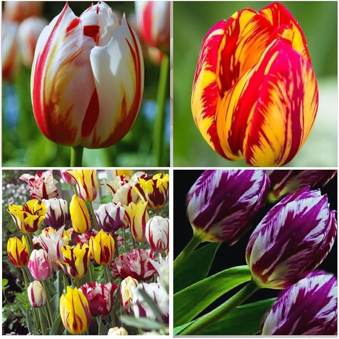 15 Mixed Tulip Bulbs for Fall Planting, Tulip Spring Flower Bulbs Perennial Outdoor, Colorful Blooms Groundcover Bulb