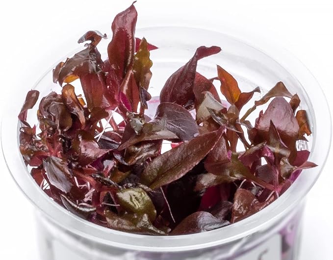 SubstrateSource Live Plant - Alternanthera Reineckii Rosaefolia Live Aquarium Plant Tissue Culture Aquatic Stem - 100% Snail Free in Vitro Cup (AR Rosaefolia)