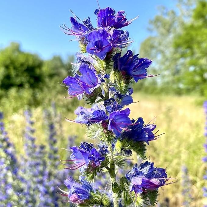 1000 Wild Vipers Bugloss Seeds Meadow Wildflower Blue Echium Vulgare Plant Seeds for Planting