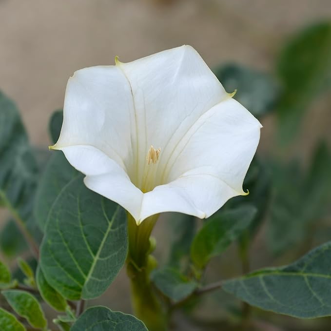 Park Seed Morning Glory Vine Flower Plant Seeds, Easy to Grow, Perfect for Spring Garden, Moonflower, Pack of 25