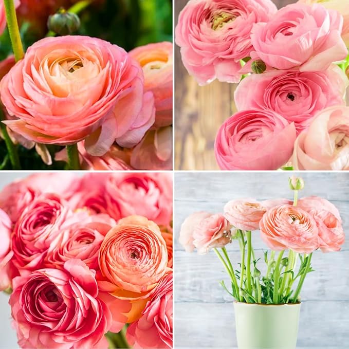 30 Ranunculus Bulbs for Fall Planting, Butterfly Ranunculus Corms, Peony Ranunculus Flower Bulbs for Garden, Vibrant Blooms in Spring (Pink Ranunculus)