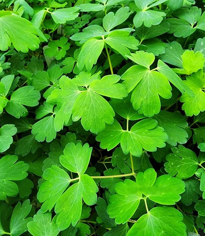 Greenwood Nursery: Live Perennial Plants - Wild Red Columbine + Aquilegia Canadensis - [Qty: 2X Pint Pots] - (Click for Other Available Plants/Quantities)