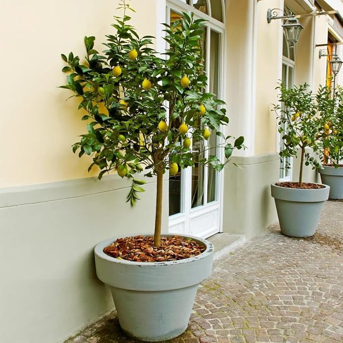 Brighter Blooms - Meyer Lemon Tree, 1-2 ft. - No Shipping to AK, AL, AZ, CA, FL, GA, HI, LA, MS, OR, TX