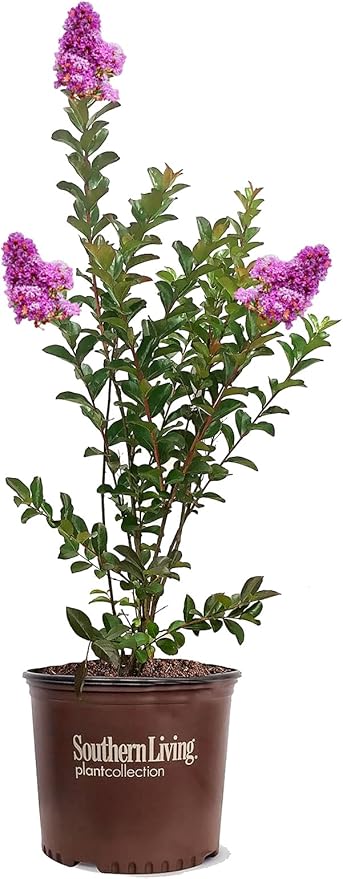 American Plant Exchange Miss Sandra Crape Myrtle Tree Live, 3-Gallon Pot, 1-2ft Tall, Vibrant Purple Flowers, Drought-Tolerant, Large Outdoor Landscape Accent, Year-Round Beauty