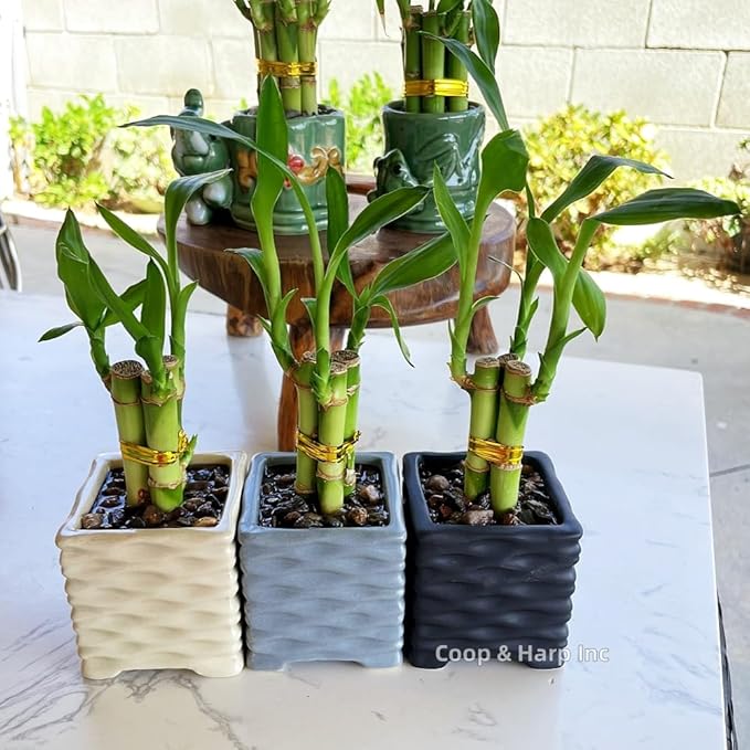 Coop & Harp 3-Pack 3-Stalk 4" Lucky Bamboo Live Indoor Plant with 3 Ceramic Cube Textured Vases, Live Indoor Lucky Bamboo for Home, Office and Gift (Cube Mix)