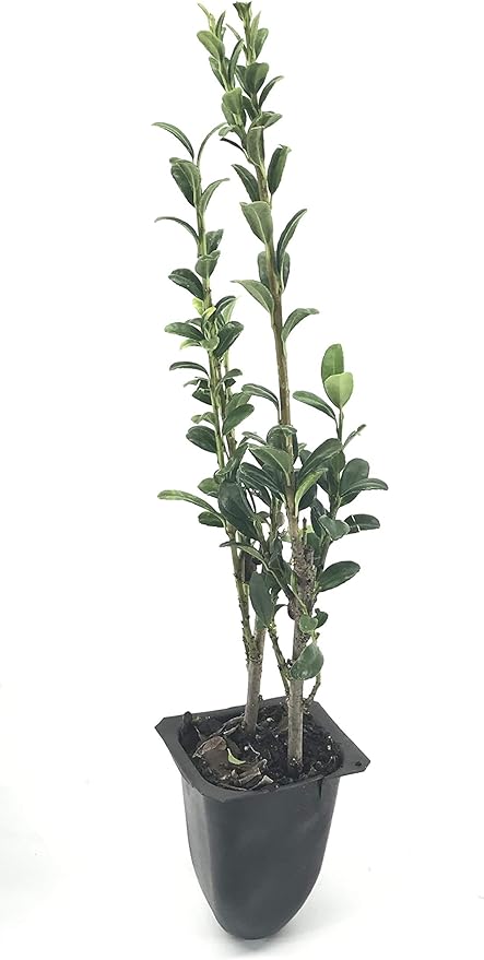 Sky Pencil Japanese Holly - 20 Live Plants - Ilex Crenata - Formal Low Maintenance Evergreen