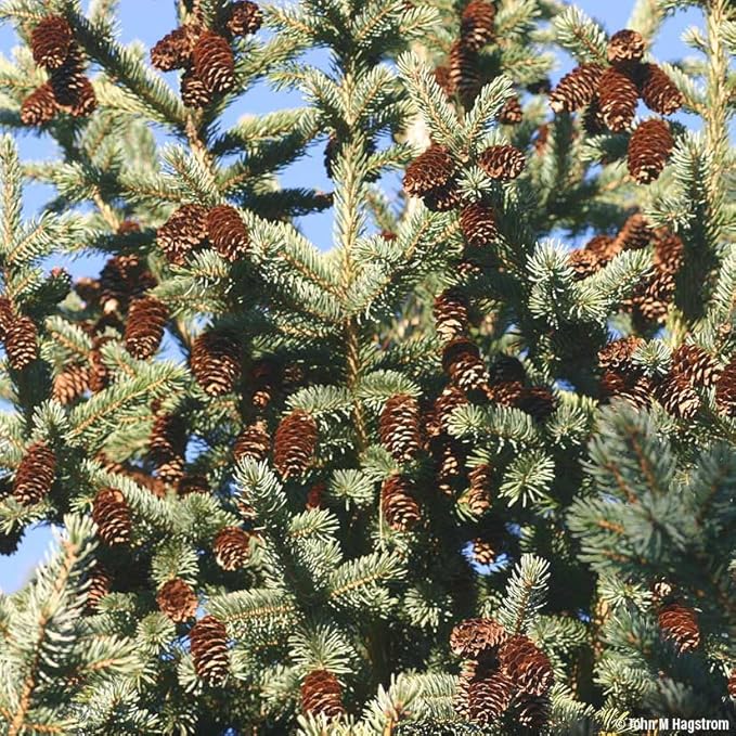 Black Hills Spruce Live Tree Plug Seedlings | 6"-12" | Arbor Day Foundation (3-Pack)