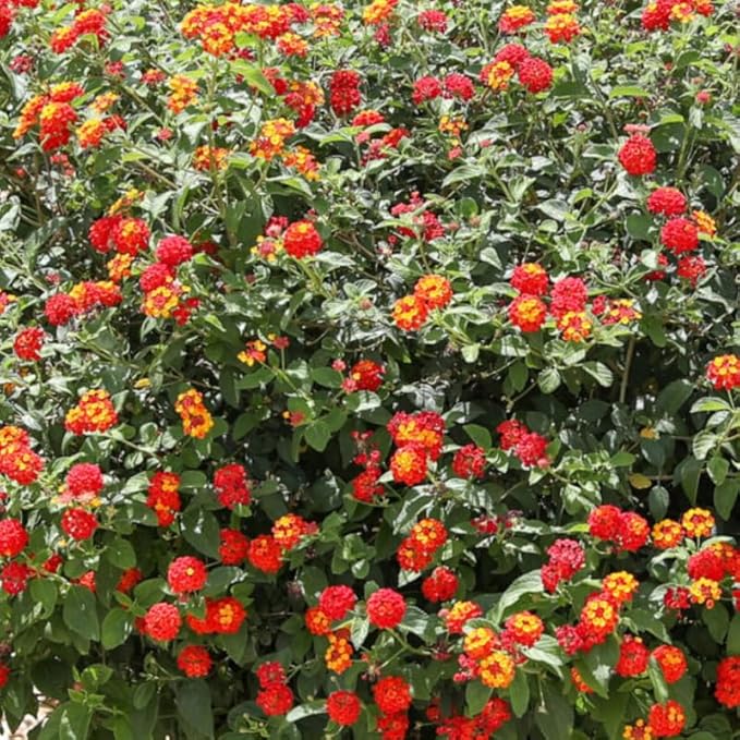 Pack 2 Red Lantana Plants Live for Planting Outdoors, 2 to 5 Inch Tall, Well Rooted, Fragrant Flowers