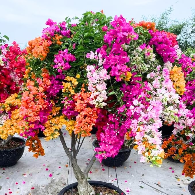 2 Bougainvillea Plants Live, Trailing Flowering Vines, 5-9” Tall, Well-Rooted Bougainvillea Trees for Outdoor Garden or Patio (Multicolor Bougainvillea)