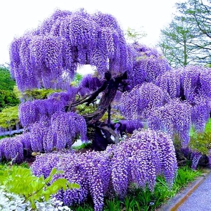 Pack 2 Purple Wisteria Live Plants for Planting, Wisteria Trees Live Plants 6 to 12 Inches Tall, in Pots, Wisteria Vine Flowers