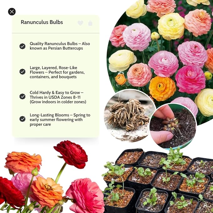 Ranunculus Bulbs for Planting, 25 Mix Ranunculus Bulbs for Fall Planting, French Peony Ranunculus Corms Bulk Ranunculus Flowers Buttercups, Butterfly Ranunculus Bulbs to Grow