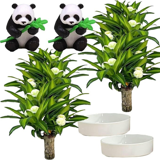 Brazilian Lucky Wood Plant, Brazilian Wood with Energy Crystals, Low-Light Office, Bedroom Decor, Home Good Luck Decor (Two Pandas)
