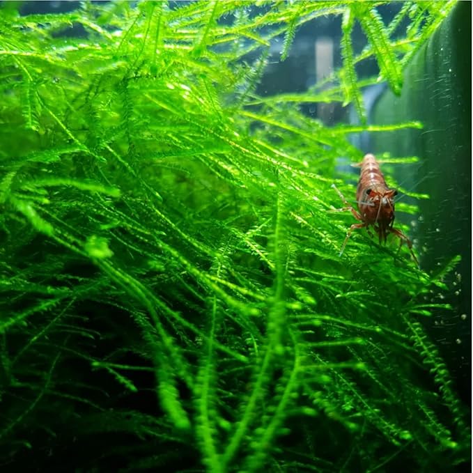 Mainam 4 Different Alternanthera Lilacina Amazon Sword Java Fern Java Moss Tropical Freshwater Live Aquarium Plant Decorations 3 Days BUY2GET1FREE