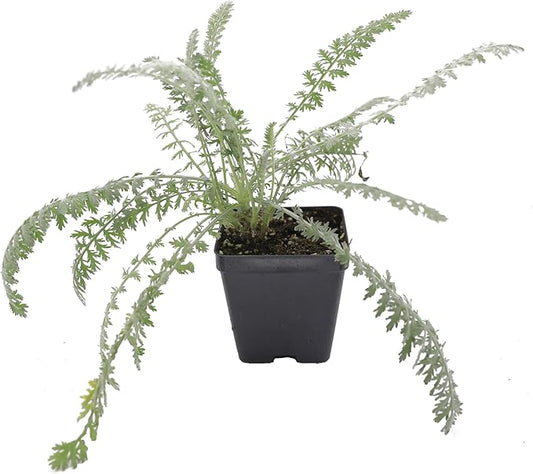 Greenwood Nursery: Live Perennial Plants - Achillea 'Moonshine' Yarrow - [Qty: 2X Pint Pots] - (Click for Other Available Plants/Quantities)