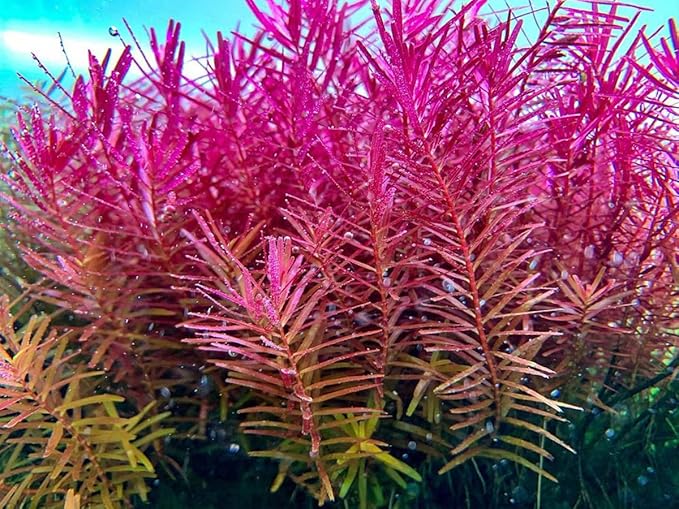 SubstrateSource Live Plant - Rotala H'ra Tissue Culture Aquatic Live Aquarium Plant - 100% Snail Free in Vitro Cup (Rotala H'ra)