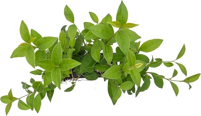 3 Japanese Privet in 2.5" Nursery Cubes | Ligustrum japonicum | Evergreen Shrub for Hedges, Screens & Borders | Ready-to-Plant & Easy-to-Grow Outdoor Live Starter Plants