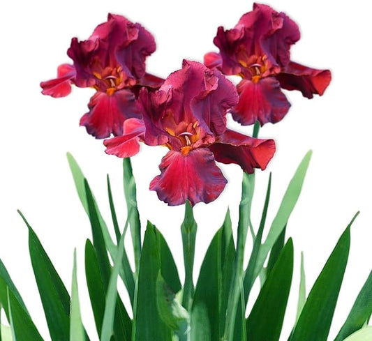 Easy to Grow Bearded Iris Bernice's Legacy - 3 Plant Bulbs Rhizomes, Crimson Purple Flowers in Spring to Fall, Full Sun Low Maintenance