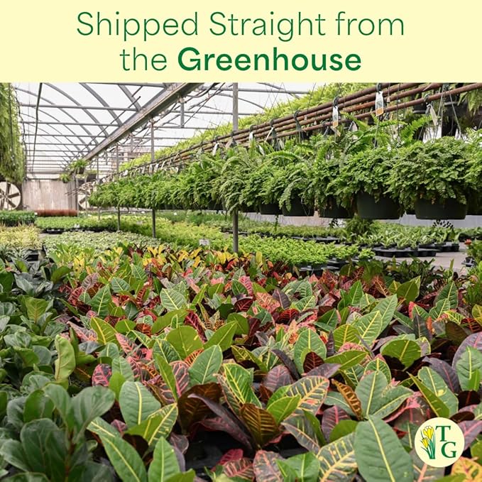 Thorsen's Greenhouse Live Green English Ivy Plant, Hedera Helix, Natural Air Purifier, Easy to Grow, Live Indoor Houseplant, (Sage - 6" Pot)