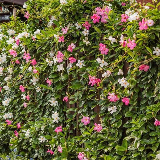 3 Mix Mandevilla Plants Live, 5-10” Tall Flowering Mandevilla Vines for Trellis, Outdoor Patio, Garden Pots, Trailing Mandevilla Seedlings