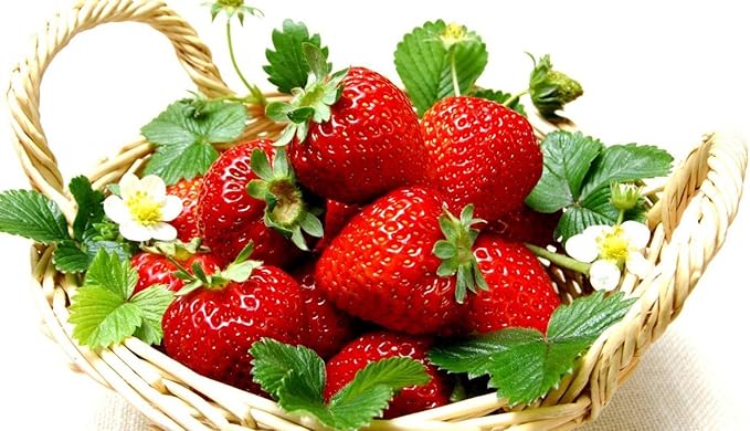 Everbearing Ozark Beauty Strawberry Plants 12 Bare Root Plants - TOP Producer