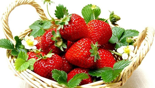 Everbearing Ozark Beauty Strawberry Plants 12 Bare Root Plants - TOP Producer