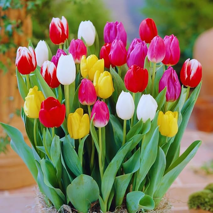 10 Tulip Bulbs for Fall Planting Bulk, Tulip Bulb, Perennial Flower Bulbs for Garden Growing, Tulip Bulbs Bulk (Mix)