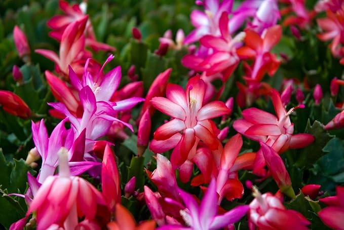True Thanksgiving Cactus Plant Live in 4" Pot, Ready to Bloom, Holiday Christmas Cactus Plants Live, Vibrant Blooms (Pink)