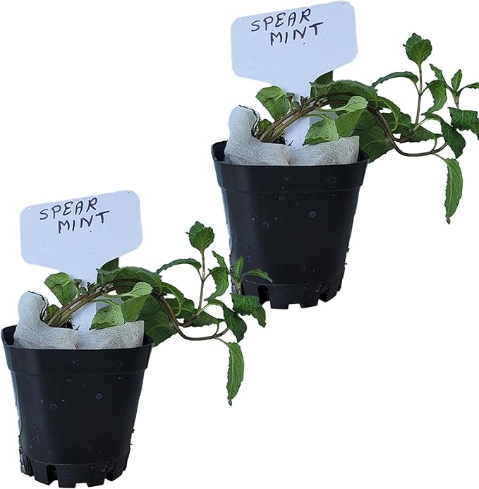 Generic Spearmint Plants. Live, Fragrant, Fresh, Edible. Easy Grow. Indoor/Outdoor. (2 Mint Cups)