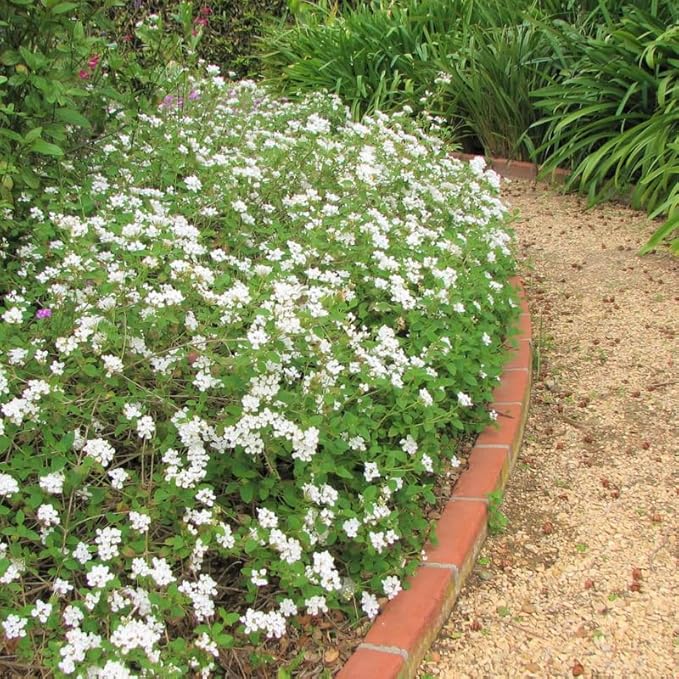 Pack 2 White Trailing Lantana Plants Live for Planting Outdoors, 2 to 5 Inch Tall, Live Lantana Plants Well Rooted, Fragrant Flowers