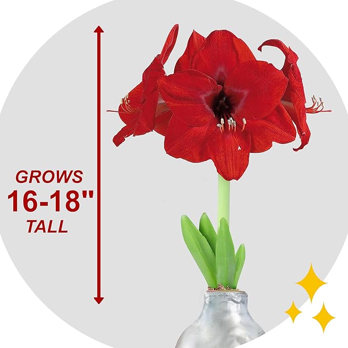 Garden State Bulb Waxed Amaryllis Flower Bulb, 30/32cm (Silver)