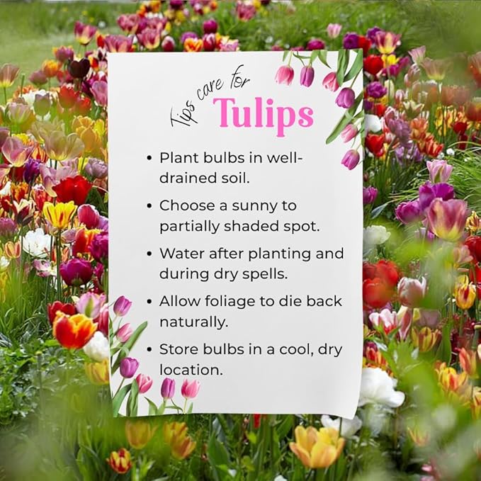 20 Top Size Tulip Bulbs for Fall Planting, Mixed Tulip Flower Bulbs, Bulk Pack of Colorful Tulips for Spring Blooms, Grow Flowerbeds, Fresh Harvest