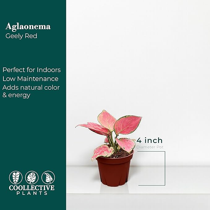 CoollectivePlants Aglaonema Geely Red – Live Plant in 4″ Grower’s Pot, Deep Red Variegated Chinese Evergreen, Easy Low Light Indoor Houseplant - Includes UniHeat Pack for Winter Protection