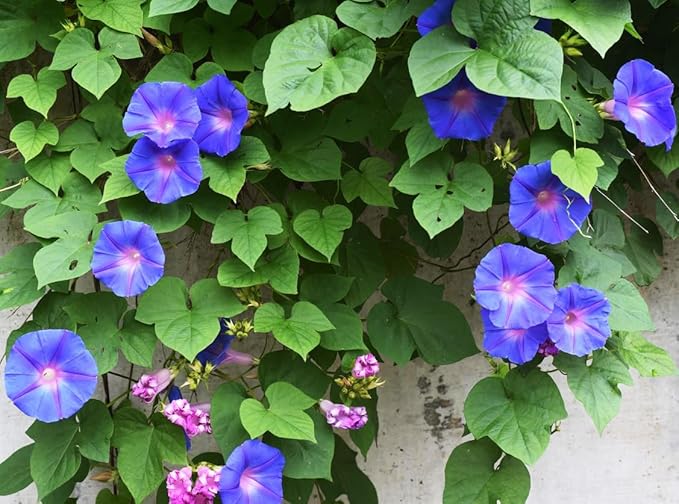 Grandpa OTT Purple Morning Blooming Vine Seeds - Approximately 165 Seeds