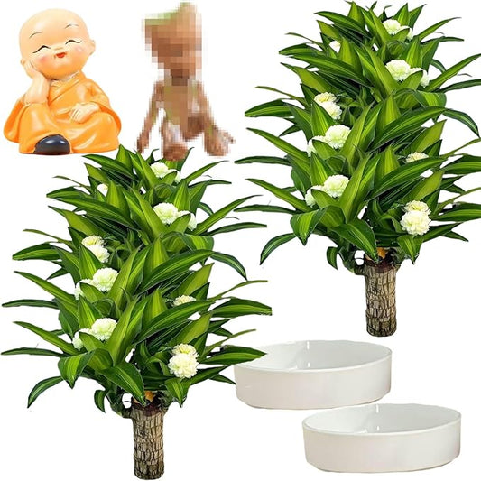 Brazilian Lucky Wood Plant, Brazilian Wood with Energy Crystals, Low-Light Office, Bedroom Decor, Home Good Luck Decor (Yellow+Little People)
