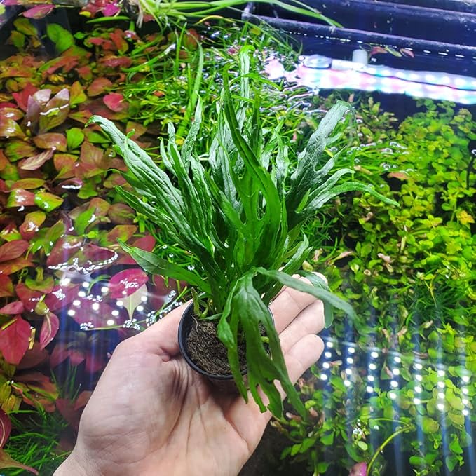 SubstrateSource Java Fern Live Aquarium Plants - Potted Freshwater Plant for Fish Tanks - Beginner Friendly, Low Light (Trident, 3 Pots)