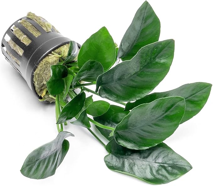 SubstrateSource Anubias Live Aquarium Plants - Potted Freshwater Plant for Fish Tanks, Terrariums - Beginner Friendly Low Light (Nana, 3 Pots)