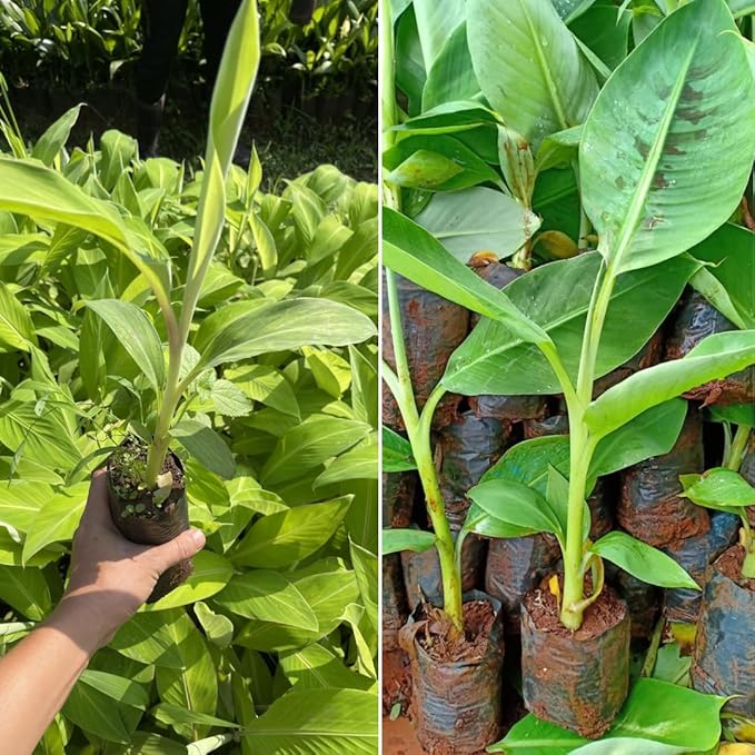 Basjoo Banana Plant Live for Planting, Banana Trees Live Plants for Outdoor Indoor Planting, Cold Hardy, 4-7" in Tall, No Pot, Musa Plant