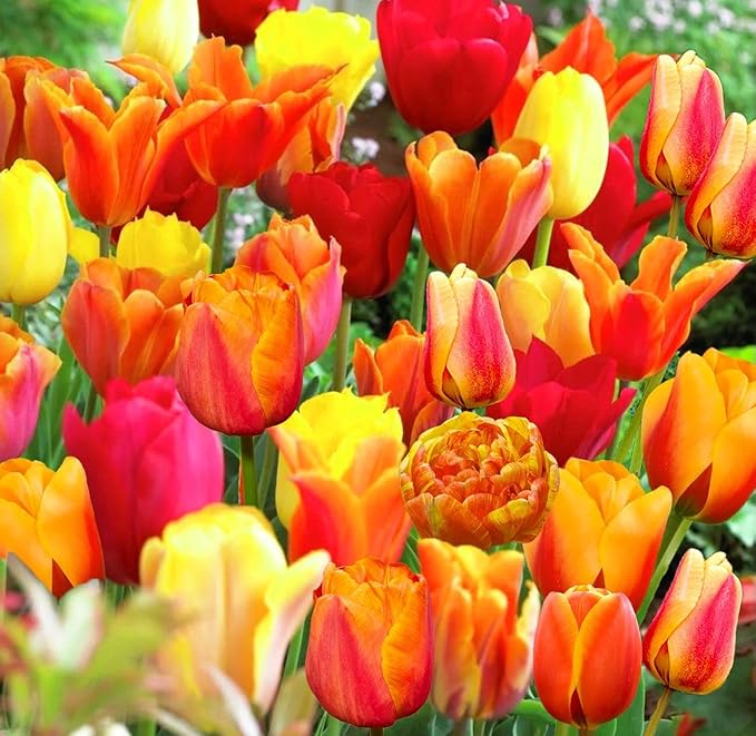 10 Triumph Tulip Bulbs for Fall Planting Mixed Perennial Flower Tulip Bulbs Changing Colors Mixture Size 12+ (Orange)