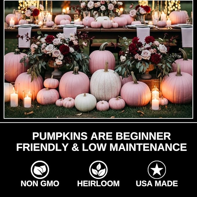 Exotic Black Kat Pumpkin Seeds for Planting (10 Seeds) – Deep Black, Smooth-Skinned Pumpkins – Rare Decorative Variety for Fall Gardens, Halloween Displays & Autumn Décor