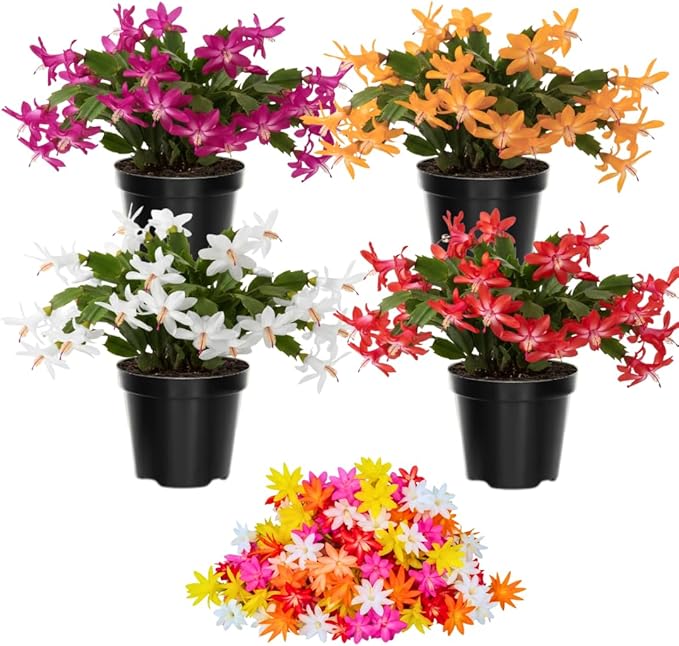 1 Thanksgiving Christmas Cactus Plants Live in 4" Pot, Houseplant Holiday Cactus, Vibrant Single Color Blooms Indoor Outdoor, Zygocactus Like, Winter Hardy (Random)