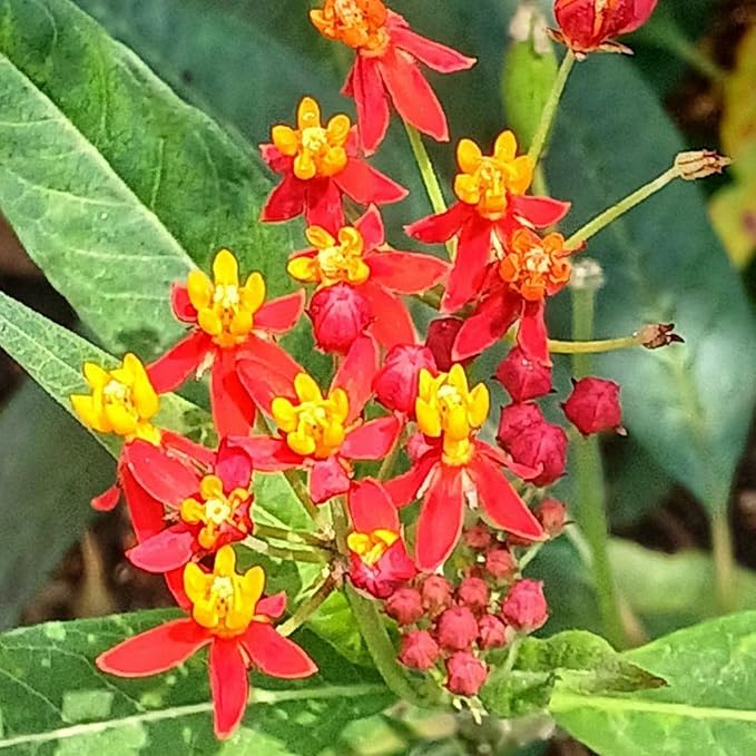 2 Milkweed Plants Live, Live Milkweed Plants, Asclepias Tuberosa Plant, 5 to 8 Inc Tall, Outdoors Gardening (Red)